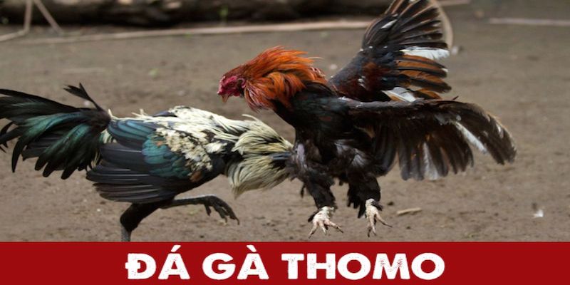 Tìm hiểu khái quát về Đá gà Thomo