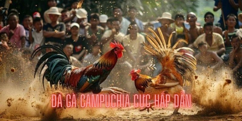 Tổng quan về đá gà Campuchia